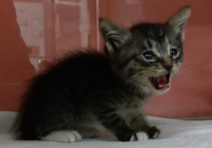 산타클라라동물병원_431369202500717